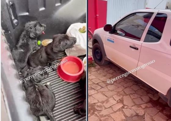 cachorrinhos