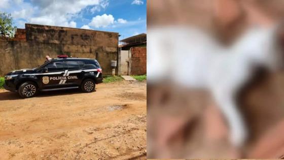 Gatinho foi morto a tijolada
