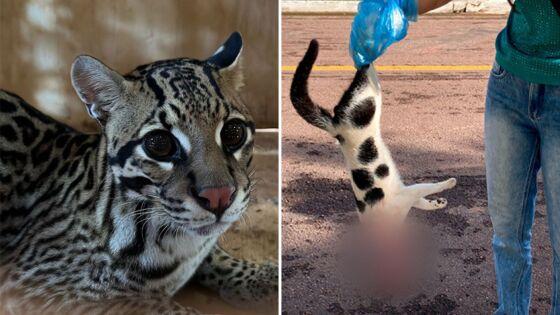A jaguatirica arrancou a cabeça do gato