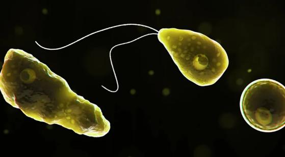 Representação gerada por computador da ameba Naegleria fowleri