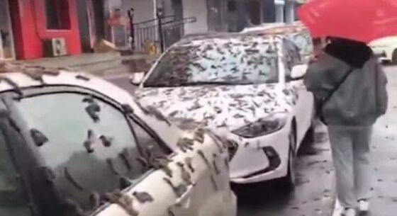 Carros cobertos pelos "vermes" em rua de Pequim.
