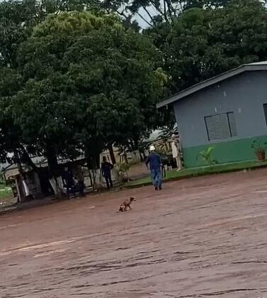 Homem atirou em cachorro em lavoura