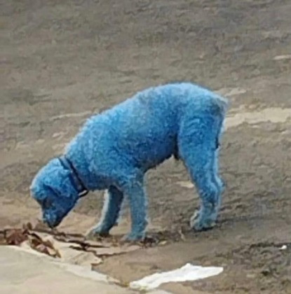 Polícia procura bandido que pintou cachorro de azul em Alto Araguaia