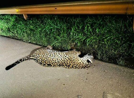 Motoristas que passaram pela região registraram cenas do animal morto.
