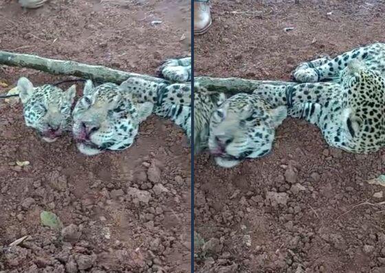 Três animais foram torturados e mortos em Mato Grosso.