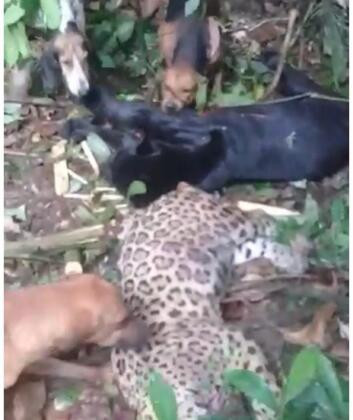 As imagens são fortes.