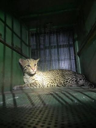 O animal foi resgatado no domingo (26).