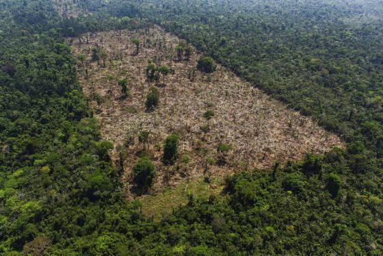 Segundo Mauro Mendes, essa é uma das formas de desestimular o desmatamento ambiental