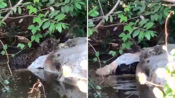 Juru foi identificado pelas manchas na pelagem