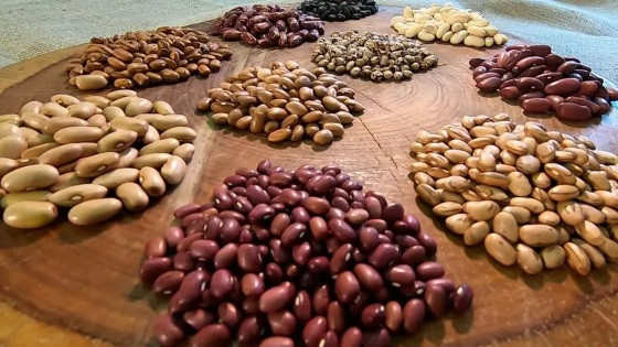 A presença de grãos mofados e ardidos acima do limite estabelecido indica a má qualidade do produto 