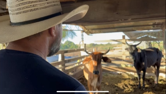 Cattani tem aproveitado a polêmica das vacas