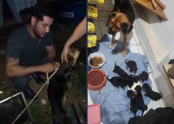A cadela estava amarrada, com sete filhotes soltos pelo quintal, sem ração ou água. 