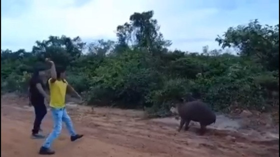 Vídeo registra o momento em que o animal é morto.