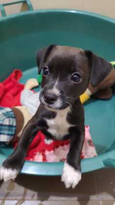 Cerca de 25 pets (cães e gatos) adultos e filhotes, estarão disponíveis para serem adotados.