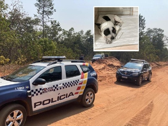 Após espancar o animal, veterinário foi preso em flagrante pela PM
