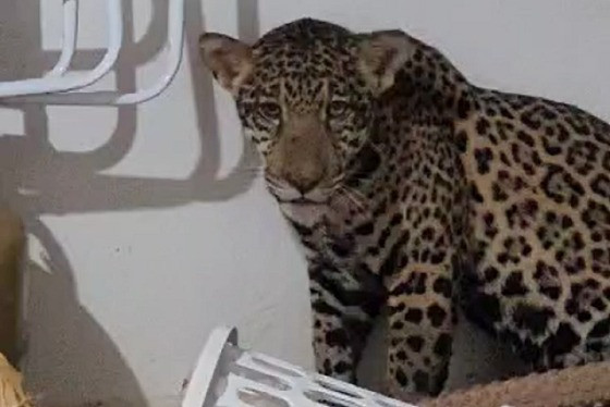 O animal foi flagrado na área de uma casa em Sorriso
