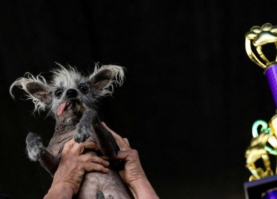 Scooter, um cão da raça crista chinês, foi vencedor do concurso de cachorro mais feio do mundo