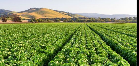 Farm Valley atua no setor de comércio atacadista de sementes, defensivos, agrícolas, adubos, fertilizantes e corretivos de solo