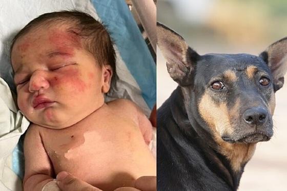 O cachorro encontrou a bebê dentro de um saco de lixo.