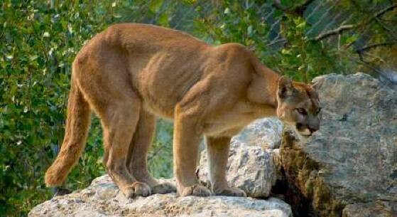 Os pumas não costumam ser agressivos com humanos.