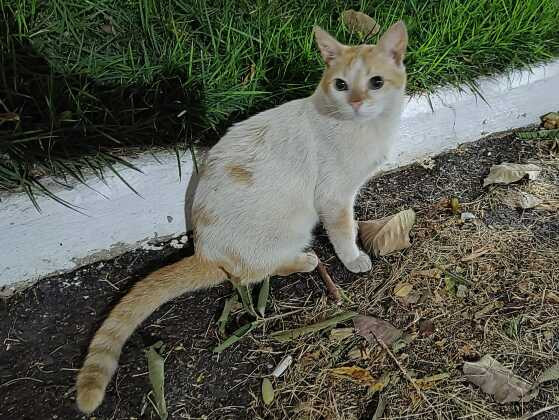 Um dos gatos que foi encontrado morto em condomínios