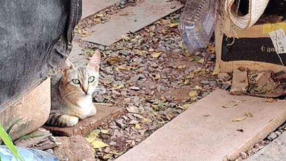 Os animais ainda estão na rua, em torno do local onde Francisco morava