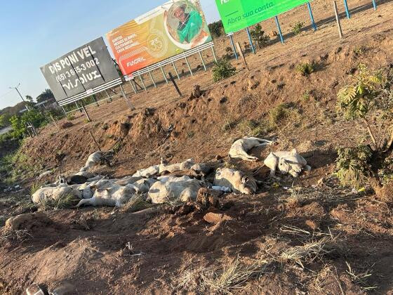 O cheiro dos animais mortos invadiu o município. 