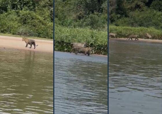As imagens mostram que as onças não se incomodam com os turistas.