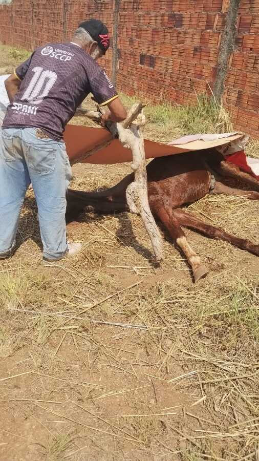 Desnutrido, cavalo é encontrado amarrado em mata do bairro Poço Fundo