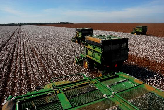 MT tem seis municípios entre os com maiores valores de produção agrícola no Brasil