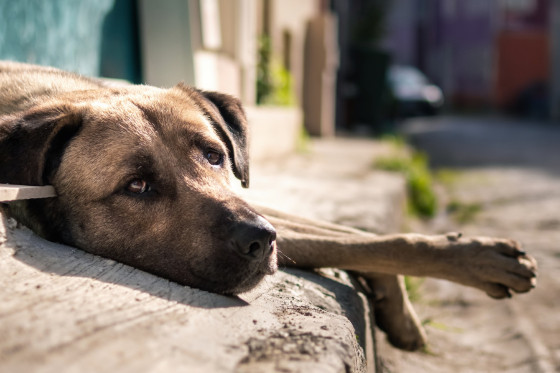 Os animais não poderão ser expulsos ou impedidos de receber alimentação. 