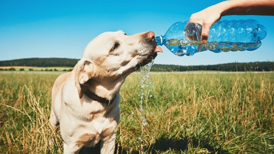 Saiba como manter cães e gatos saudáveis e fresquinhos durante o calorão