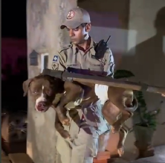 Cachorro foi resgatado pelo Corpo de Bombeiros e levado para clínica veterinária