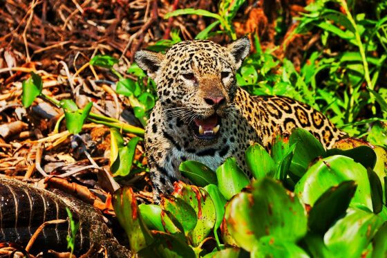 O documentário sobre as onças do Pantanal mato-grossense deve ser concluído em 2024.