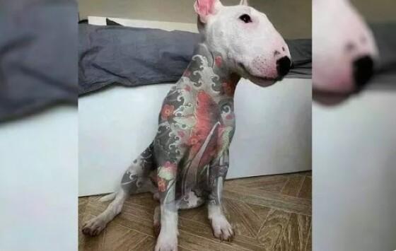 Cachorro tatuado