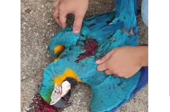 arara morta 