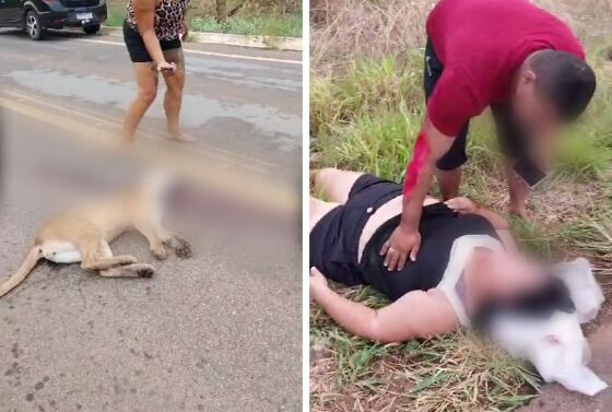 Imagens do local do acidente mostram animal morto e vítimas feridas.