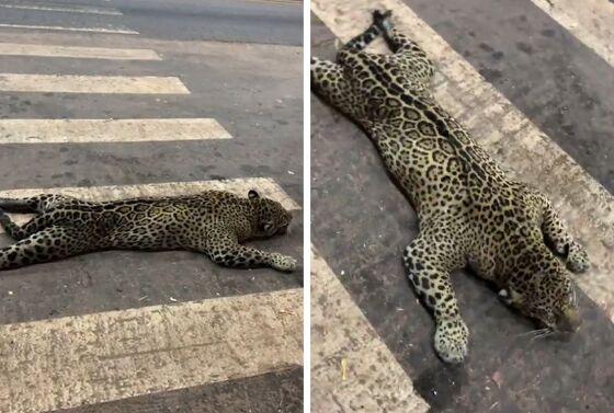 Animal foi atropelado em rodovia de Cáceres.