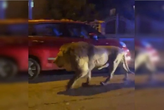 A cidade italiana de Ladispoli entrou em alerta, neste sábado (11/11), depois que um leão fugiu de um circo na região. 