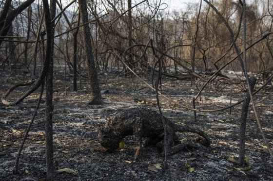 Imagem de macaco morto nas queimadas ganhou o país