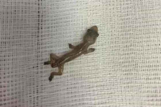 A internação ocorreu no sábado (11/11), seis dias após o menino ter sido “obrigado” pela madrasta a engolir o animal.