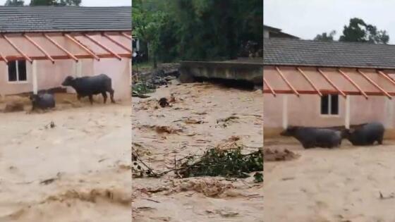 Animais tentavam se salvar da correnteza