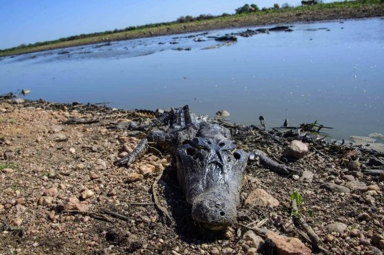 Animais Pantanal 