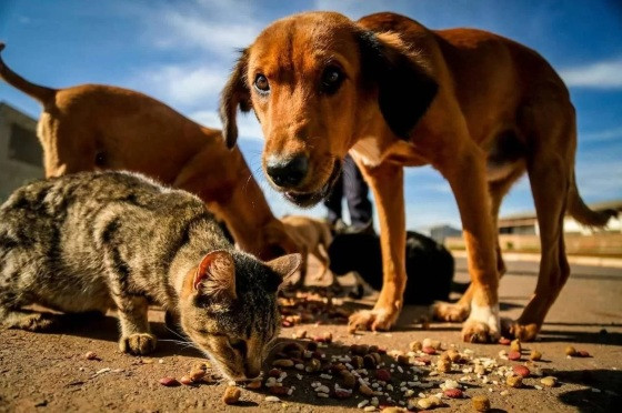 Em dois artigos do regimento interno do local, que alimentar, acolher e oferecer lar temporário a animais, por exemplo, será proibido, sob pena de multa.