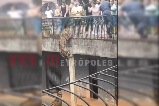Onça quase fugiu de zoológico