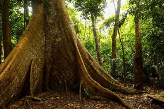 A árvore está localizada na região amazônica de Alta Floresta