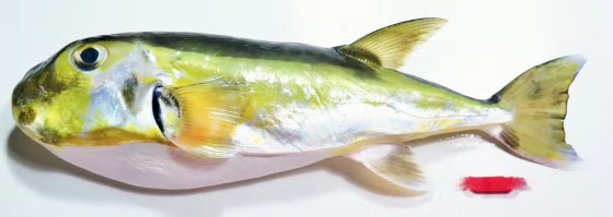 Peixe da espécie baiacu- arara (Lagocephalus laevigatus)