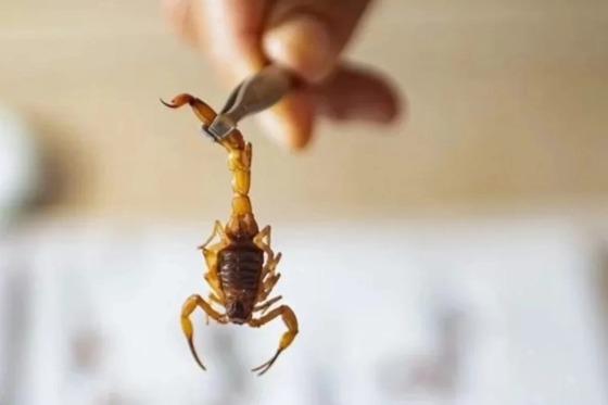 Animais peçonhentos são aqueles que produzem veneno e têm condições naturais para injetá-lo em presas ou predadores