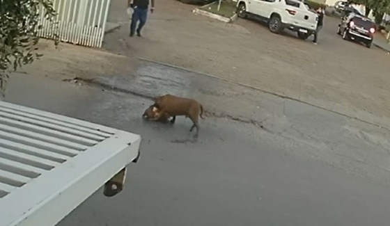 Animais foram separados com a chegada da Guarda Municipal.