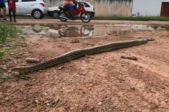 Apesar de não ser venenosa, a cobra chamou a atenção de muitas pessoas.